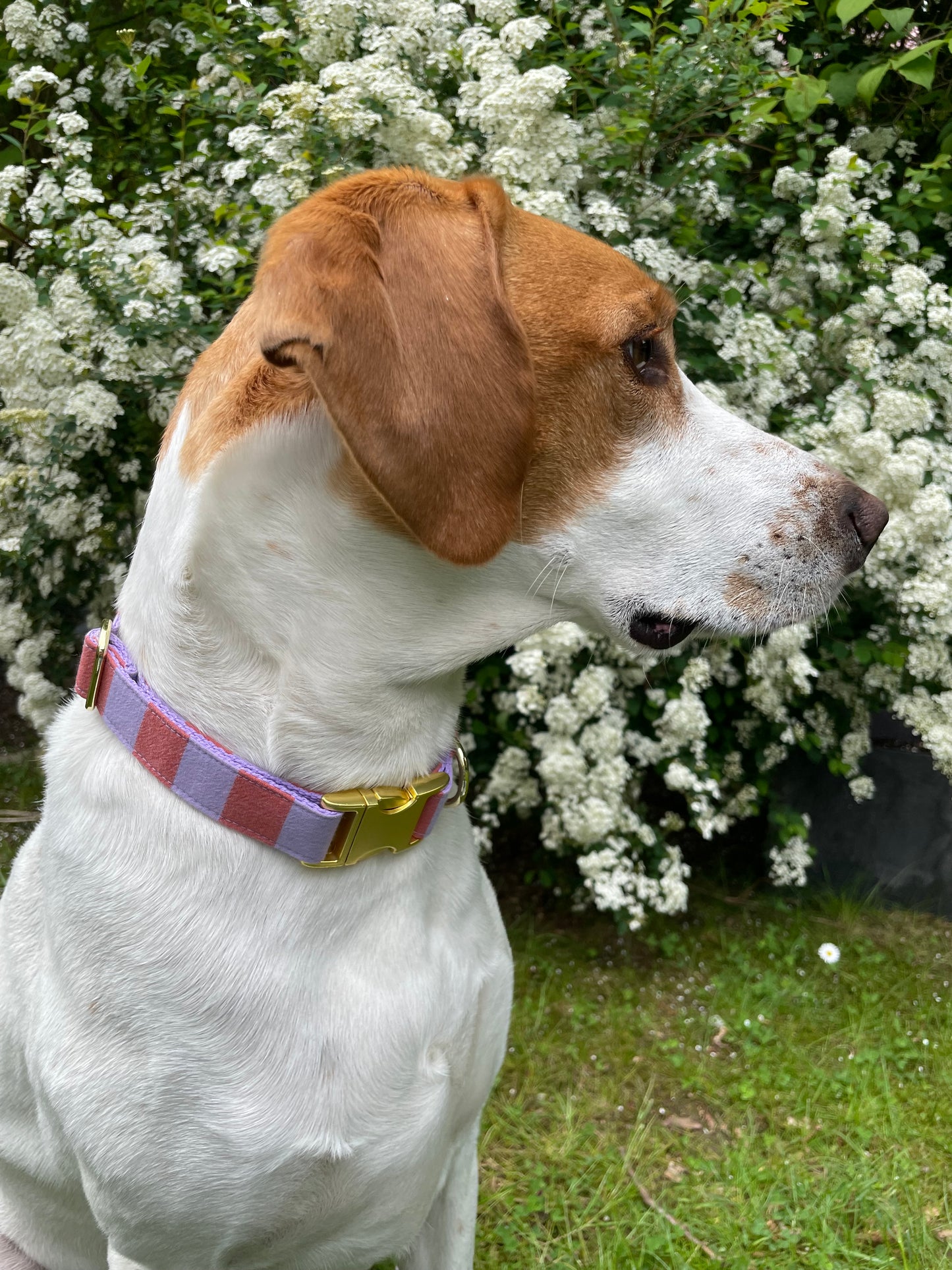 Halsband und Leine- Set "Summer- Stripes"
